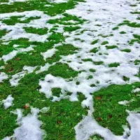草地上的雪融化了